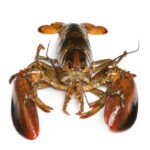 american-lobster-homarus-americanus-16407482